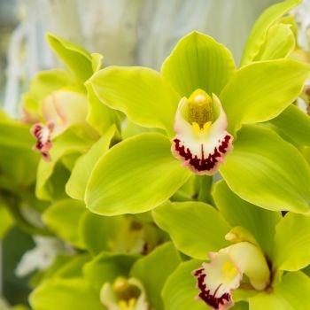 orchidee-verte-350x350 orchidee-verte-350x350