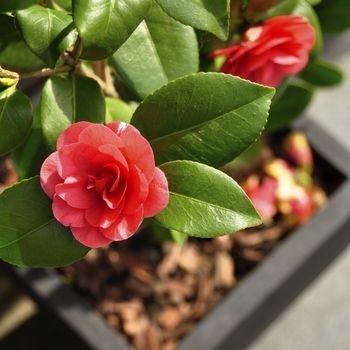 fleurs-anciennes-camelia-350x350 fleurs-anciennes-camelia-350x350