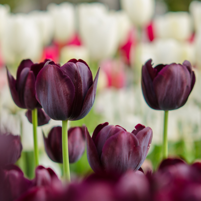 Tulipes pourpres foncées au premier plan avec fond flouté de tulipes blanches et rouges. tulipes-noires-rouges-blanches-champ