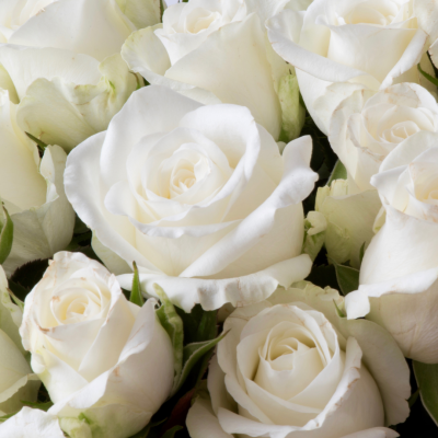 Bouquet de roses blanches en gros plan, symbole de pureté, d’élégance et de sérénité. bouquet-roses-blanches-gros-plan