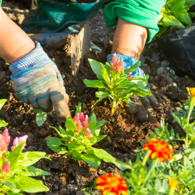 Jardinage au printemps : quelles fleurs planter dès maintenant ?
