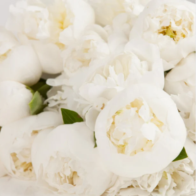 blanc pivoine blanc pivoine