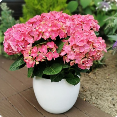 DÉCOUVRIR DÉCOUVRIR