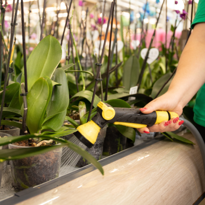 taille-orchidée-phalaenopsis-jardinerie