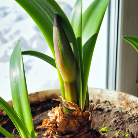 bulbe-amaryllis-pousse-hiver