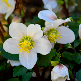 hellébore hellébore