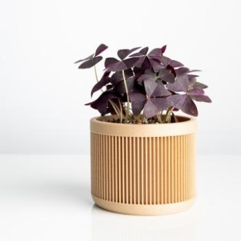 offrir-oxalis-anniversaire-350x350 offrir-oxalis-anniversaire-350x350