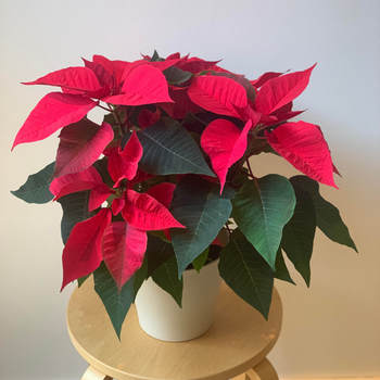 Quelles fleurs offrir à Noël ?