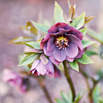 rose-hellebore-mauve-noel-350x350 rose-hellebore-mauve-noel-350x350