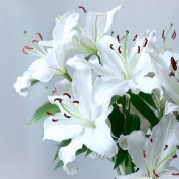 Offrir des fleurs de lys : quelle signification ?