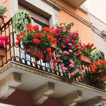 Les Fleurs d'Été idéales pour décorer votre balcon
