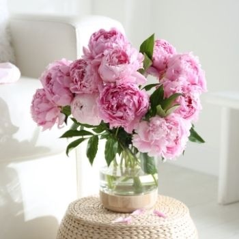 Offrir des pivoines : quelle signification ?