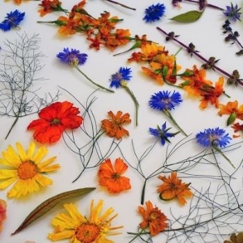 sechage-fleurs-pressage-350x350 sechage-fleurs-pressage-350x350