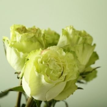 signification-roses-vertes-350x350