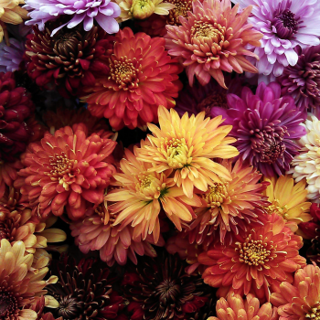 Chrysanthème (1) Chrysanthème (1)