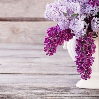 fleurs-anciennes-lilas-350x350 fleurs-anciennes-lilas-350x350