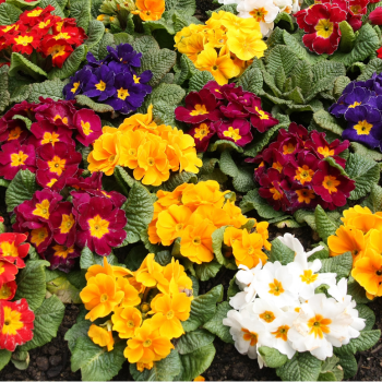 primeveres primeveres