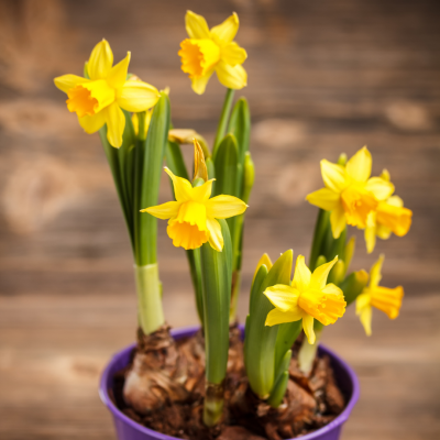 Pot de jonquilles jaunes en pleine floraison, posé sur une surface en bois dans un décor intérieur. pot-jonquilles-fleuries-decoration-interieure