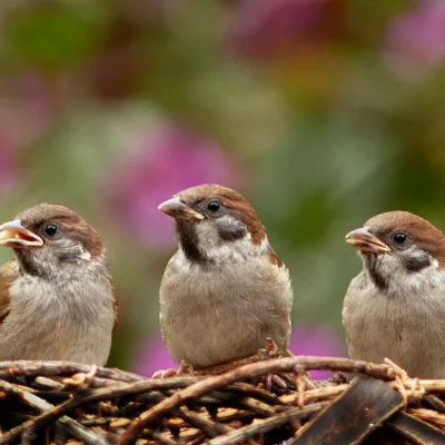 oiseaux oiseaux