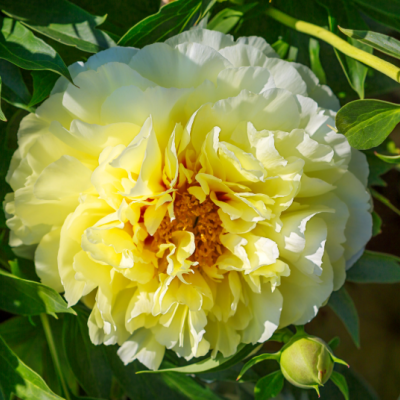 jaune pivoine jaune pivoine