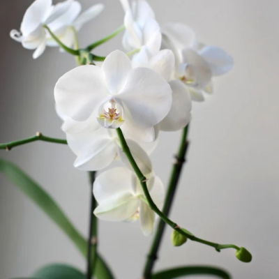 orchidées orchidées