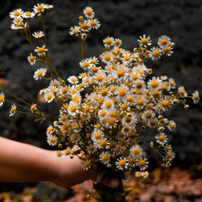 marguerite marguerite