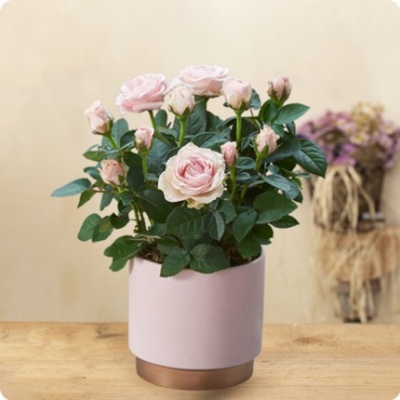 DÉCOUVRIR DÉCOUVRIR