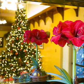 amaryllis-rouge-decoration-noel