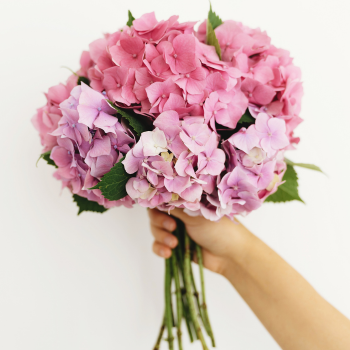 bouquet hortensia rose bouquet hortensia rose