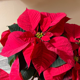 Poinsettia Poinsettia