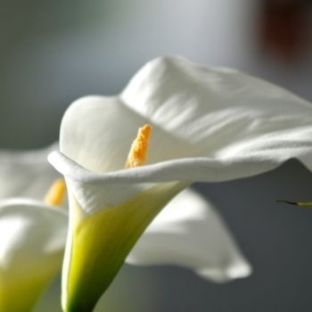 arum-350x350 arum-350x350