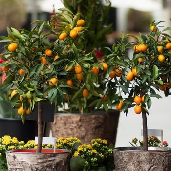 3 plantes à offrir pour la fête des Mères