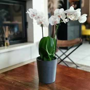 orchidee-en-pot-350x350 orchidee-en-pot-350x350