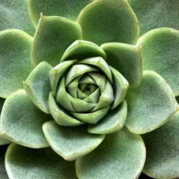 succulente-verte-350x350 succulente-verte-350x350