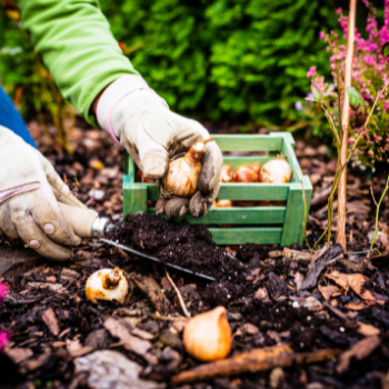 plantation-et-culture-tulipes-350x350 plantation-et-culture-tulipes-350x350