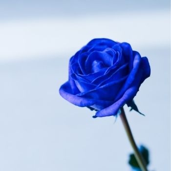 signification-roses-bleues-350x350