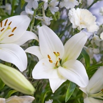 lys-fleur-parfum-interieur-350x350