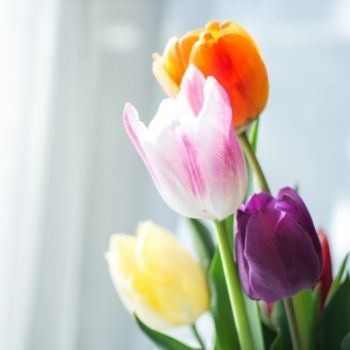 tulipes-rose-et-orange-350x350