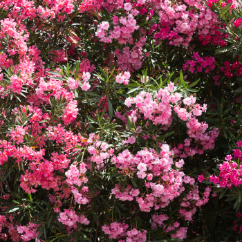 Photos_Blog (2) Photos_Blog (2)