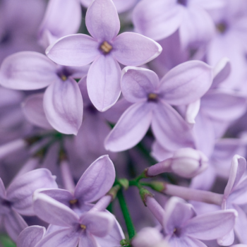 lilas lilas