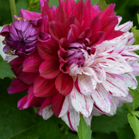 Dalhia multi colore Dalhia multi colore