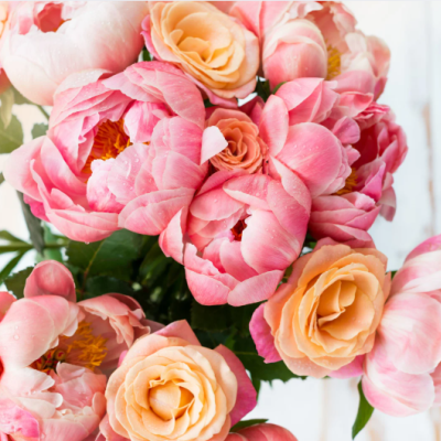 mariae pivoine mariae pivoine
