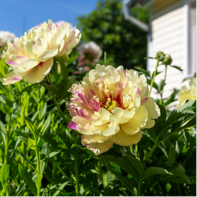 Pivoines jaunes aux reflets roses en pleine floraison dans un jardin ensoleillé, avec une maison en arrière-plan et un ciel bleu dégagé, symbolisant l’éclat du printemps. pivoines-jaunes-hybrides-roses-jardin-printemps-maison.png