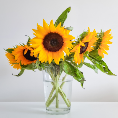Composition florale sobre et élégante de tournesols dans un vase en verre transparent, parfaite pour illuminer un intérieur avec une touche de nature estivale. bouquet-tournesols-vase-verre-minimaliste