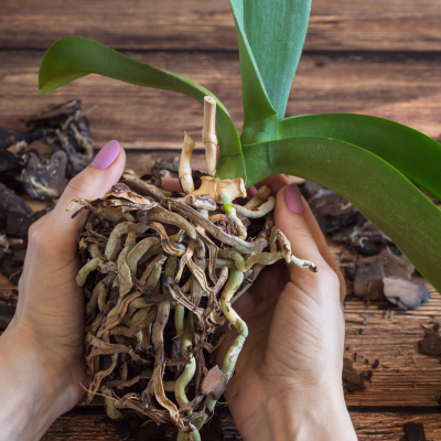 Mains tenant une orchidée Phalaenopsis avec ses racines aériennes apparentes avant rempotage. racines-orchidée-phalaenopsis-rempotage