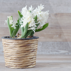 Jacinthe blanche en pot décoratif en osier, parfaite pour une décoration printanière naturelle et lumineuse. Idéale pour parfumer et embellir un intérieur avec une touche florale fraîche et délicate. jacinthe-blanche-pot-osier-decoration-printemps