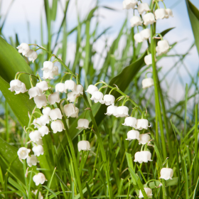 Le Muguet : Une Fleur Menac&eacute;e en France