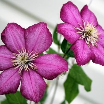 clematite-350x350 clematite-350x350