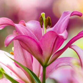 Lys pour la saint Valentin Lys pour la saint Valentin