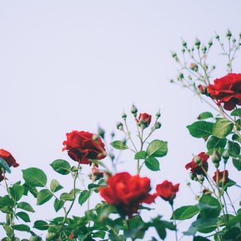 Offrir des roses pour la saint Valentin Offrir des roses pour la saint Valentin